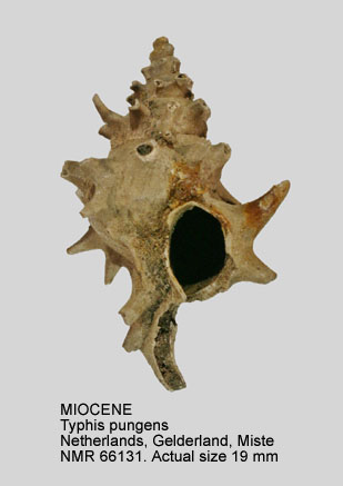 MIOCENE Typhis pungens.jpg - MIOCENETyphis pungens(Solander in Brander,1766)